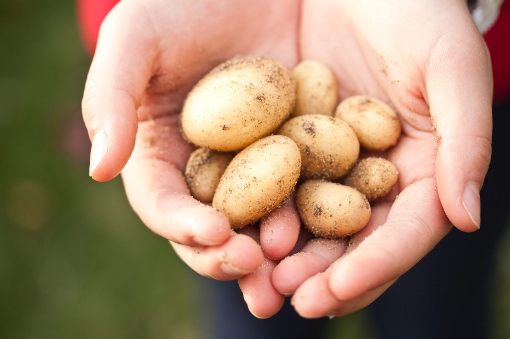 baby-potatoes-farm-farming-775707